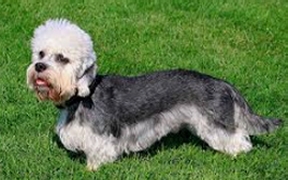 Dandie Dinmont